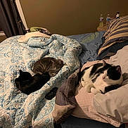 Smokey joined the competition — help win amazing prizes! cat, bed, blanket, pillow, quilt, indoor, animal, resting, sleeping, feline, striped_cat, black_cat, tabby_cat, remote_control, nightstand, water_bottle, curtain, wall, cozy, home