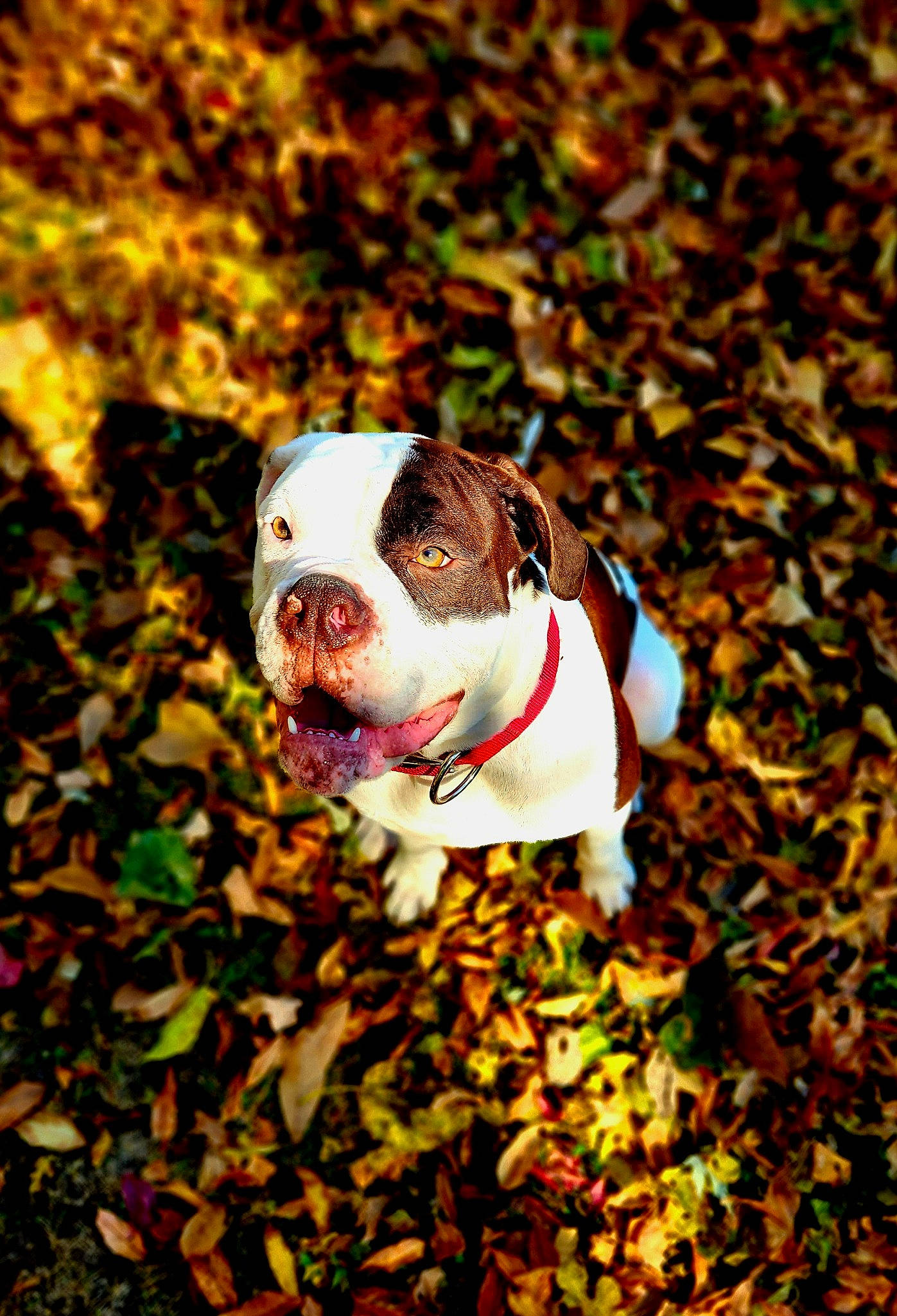 Gunther is registered to the contest to win money with this photo: autumn, ball, bulldog, canidae, carnivore, collar, companion_dog, dog, dog_breed, dog_collar, dog_supply, fawn, grass, leaf, non_sporting_group, plant, snout, sporting_group, tree, working_dog