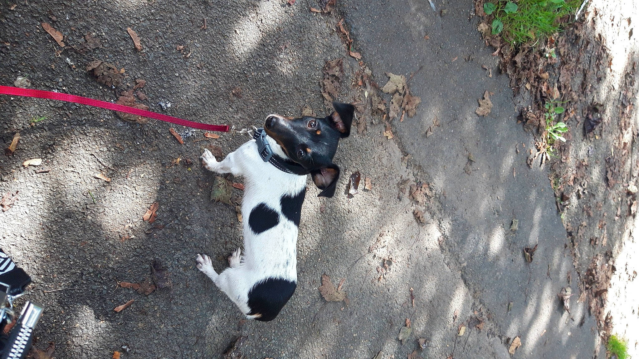 Daisy participe au concours pour gagner de l'argent avec cette photo : asphalt, bovine, canidae, carmine, dairy_cow, dog_breed, fawn, grass, horn, human_leg, livestock, plant, road_surface, shadow, soil, sporting_group, tail, tar, terrestrial_animal, working_animal