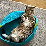 cat, tabby, pet, animal, lying_down, belly_up, relaxed, comfortable, fur, whiskers, ears, paws, white_belly, pet_bed, turquoise, carpet, wooden_floor, indoor, portrait, funny_pose