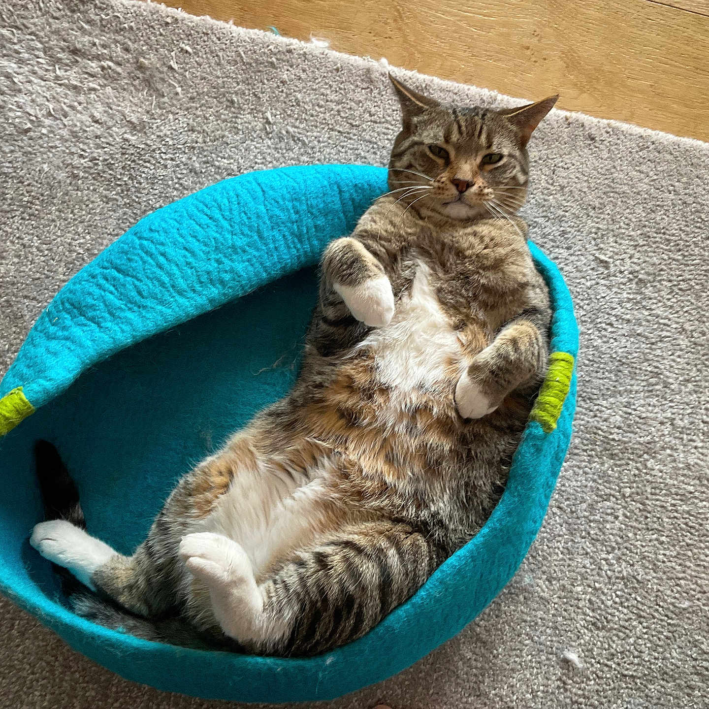 Flash is registered to the contest to win money with this photo: cat, tabby, pet, animal, lying_down, belly_up, relaxed, comfortable, fur, whiskers, ears, paws, white_belly, pet_bed, turquoise, carpet, wooden_floor, indoor, portrait, funny_pose