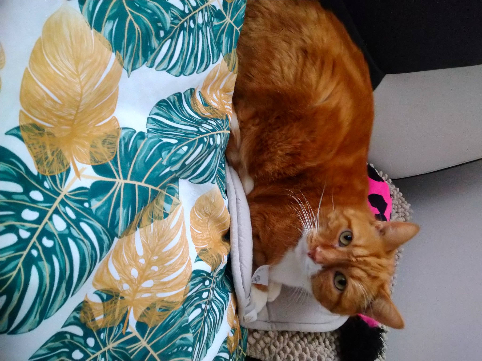 Alphonse participe au concours pour gagner de l'argent avec cette photo : carnivore, cat, child, comfort, companion_dog, domestic_short_haired_cat, dress, fawn, felidae, flooring, fur, linens, pattern, plant, room, small_to_medium_sized_cats, tail, textile, toy, whiskers