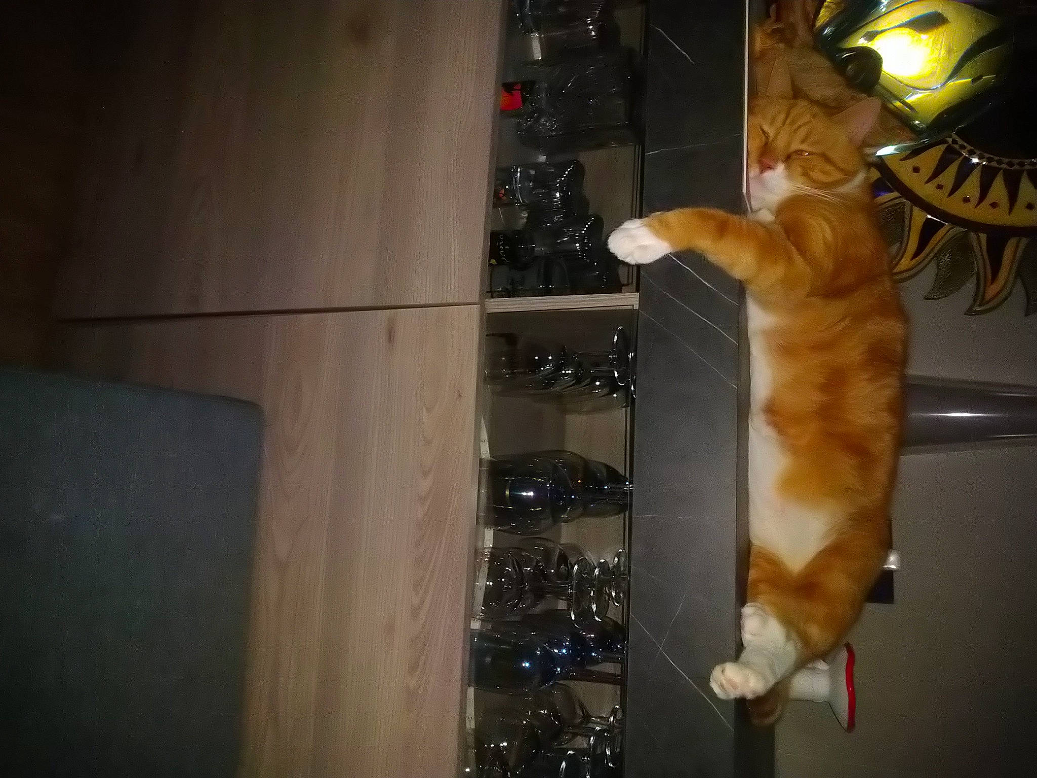 Alphonse participe au concours pour gagner de l'argent avec cette photo : big_cats, canidae, carnivore, cat, companion_dog, darkness, dog_breed, eyewear, fawn, felidae, flooring, fur, hat, paw, room, small_to_medium_sized_cats, sporting_group, tail, whiskers, wood