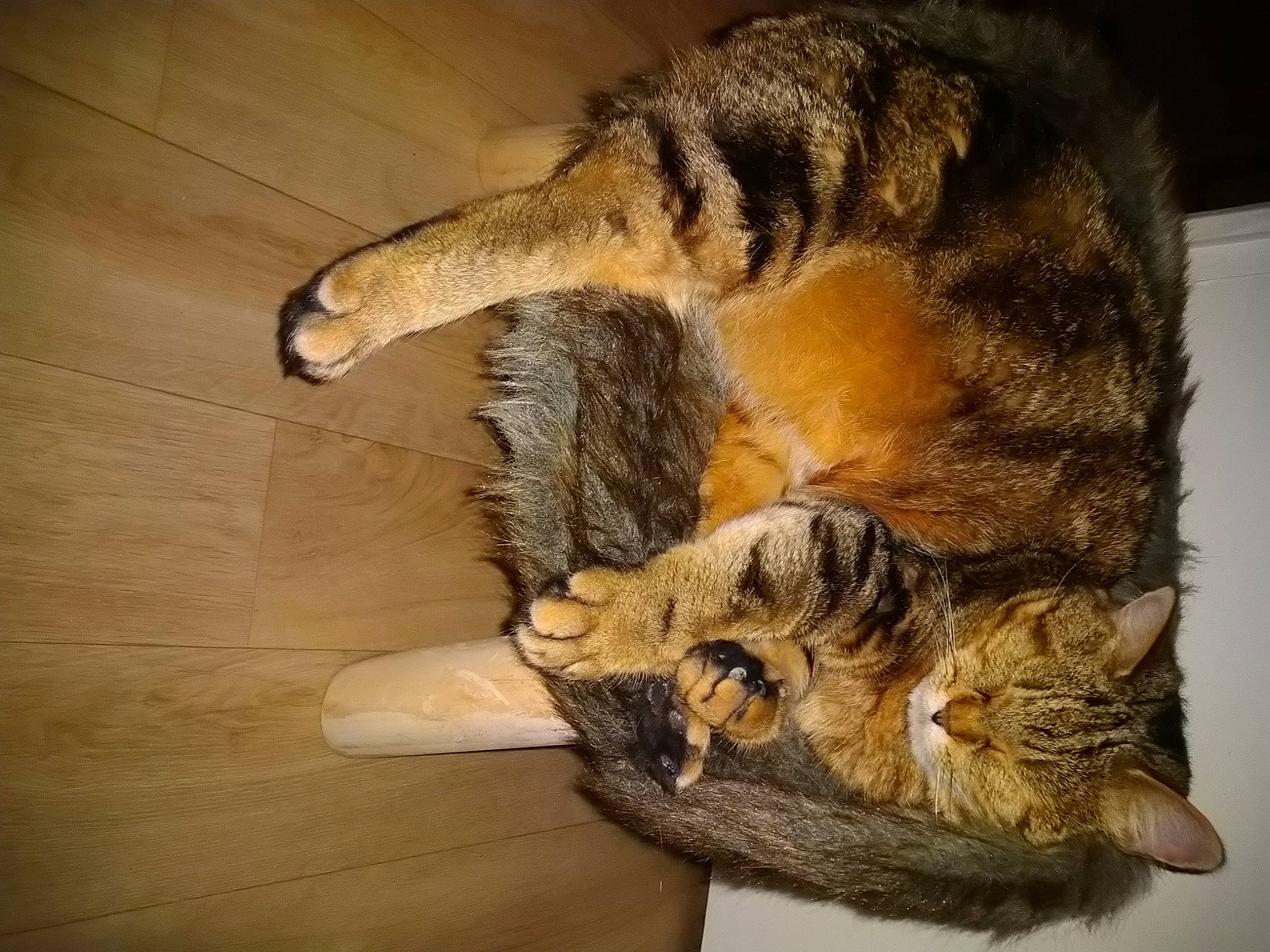 Lilly a rejoint le concours — aidez-le/la à gagner de superbes lots ! art, canidae, carnivore, cat, claw, comfort, dog_breed, domestic_short_haired_cat, fawn, felidae, fur, paw, small_to_medium_sized_cats, snout, sporting_group, tail, terrestrial_animal, tree, whiskers, wood