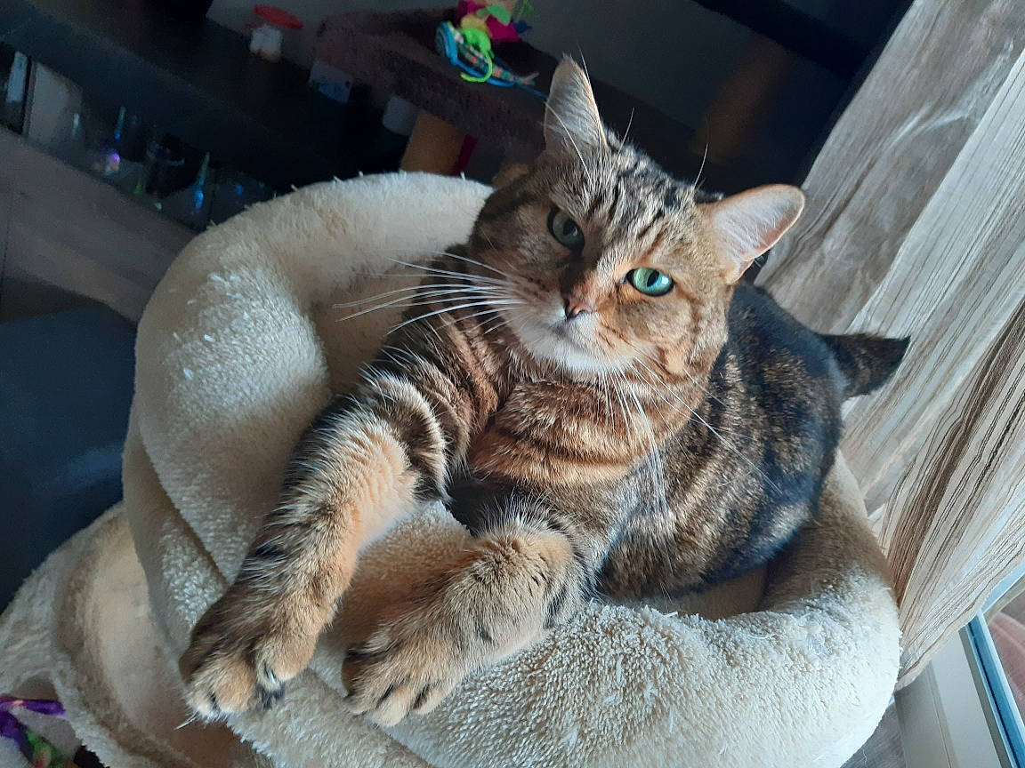 Lilly a rejoint le concours — aidez-le/la à gagner de superbes lots ! carnivore, cat, cat_bed, cat_supply, claw, comfort, couch, domestic_short_haired_cat, fawn, felidae, fur, linens, nap, paw, sleep, small_to_medium_sized_cats, snout, tail, thread, whiskers