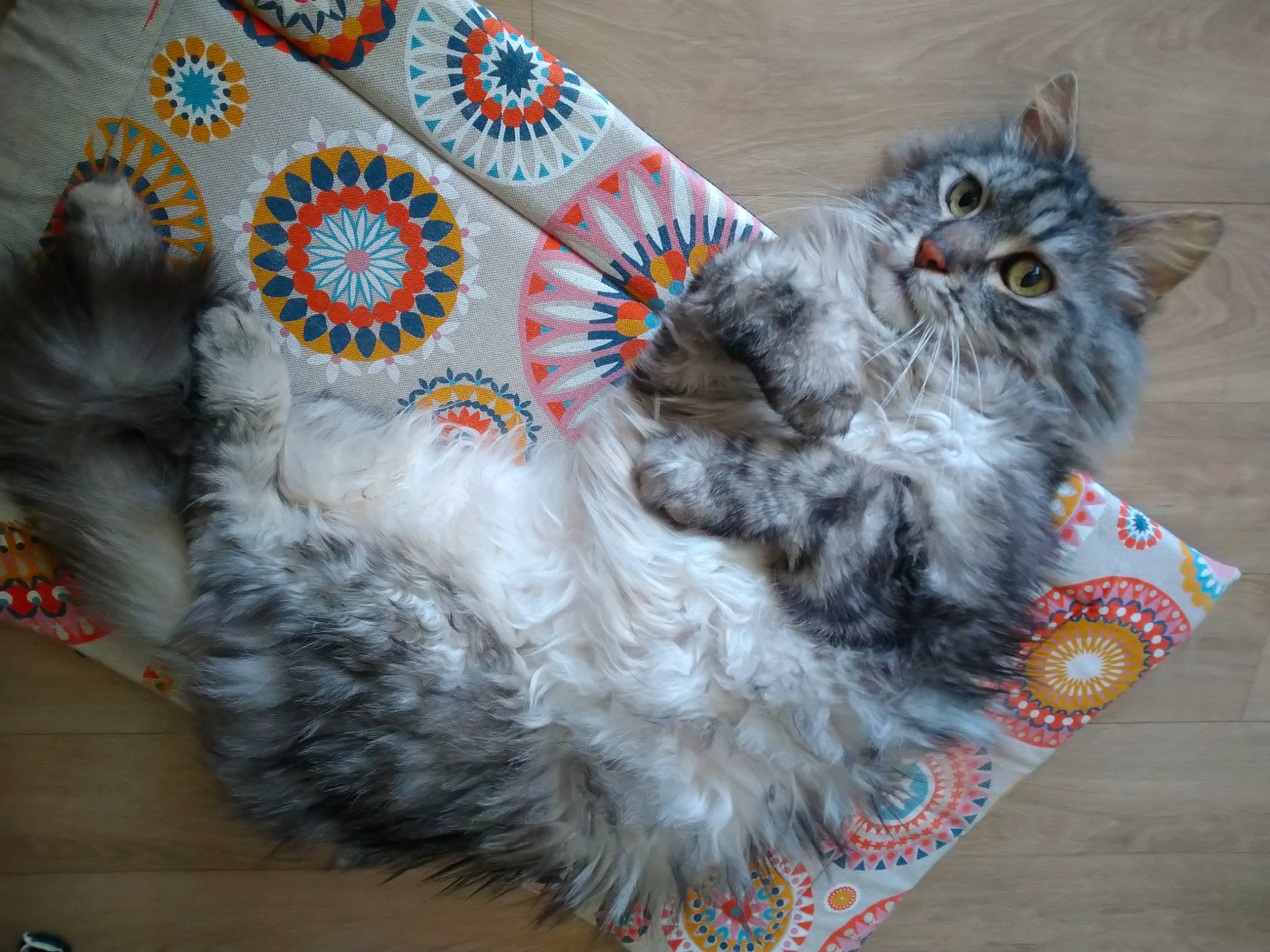 Titou participe au concours pour gagner de l'argent avec cette photo : art, carnivore, cat, comfort, domestic_short_haired_cat, event, felidae, fur, grey, pattern, paw, small_to_medium_sized_cats, tail, whiskers