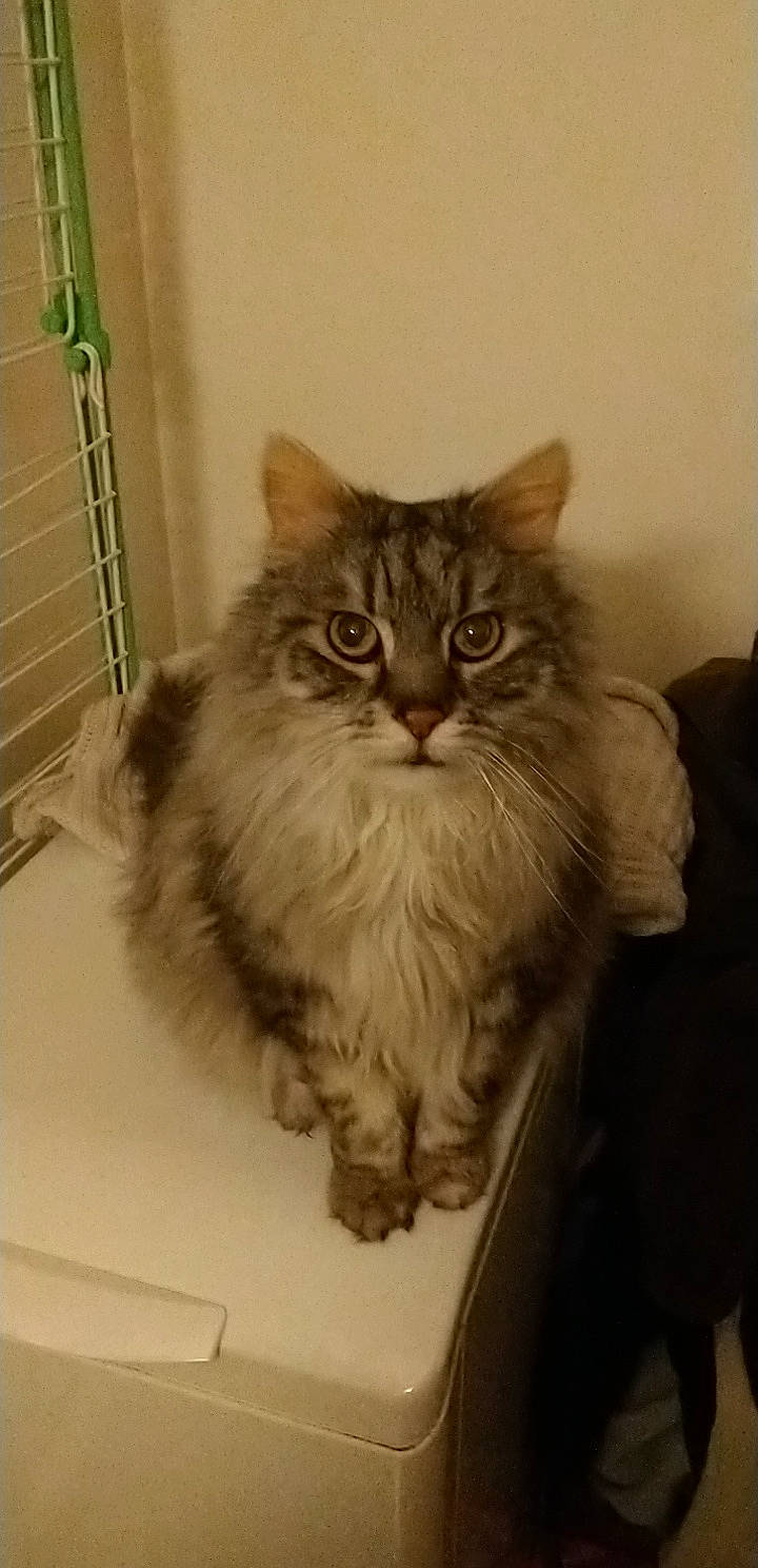 Titou a rejoint le concours — aidez-le/la à gagner de superbes lots ! box, british_longhair, carnivore, cat, domestic_short_haired_cat, felidae, fur, iris, ladder, maine_coon, persian, siberian, small_to_medium_sized_cats, snout, tail, terrestrial_animal, whiskers, window, window_blind