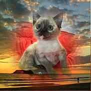 Mya a rejoint le concours — aidez-le/la à gagner de superbes lots ! aegean_cat, american_wirehair, asian, balinese, cat, cat_like_mammal, devon_rex, domestic_short_haired_cat, kitten, siamese, small_to_medium_sized_cats, snout, thai, whiskers
