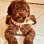 Vegas participe au concours pour gagner de l'argent avec cette photo : dog, poodle, curly_fur, brown, tile_floor, indoor, necklace, beads, scarf, lying_down, pet, cute, muzzle, paws, closeup, textured_fur, cozy, portrait, domestic, animal