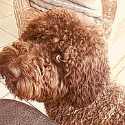 Vegas participe au concours pour gagner de l'argent avec cette photo : dog, canine, labradoodle, poodle, curly_fur, brown_fur, close_up, portrait, indoor, pet, nose, eye, whiskers, wicker_chair, tiled_floor, furniture, sitting, curious, adorable, companion