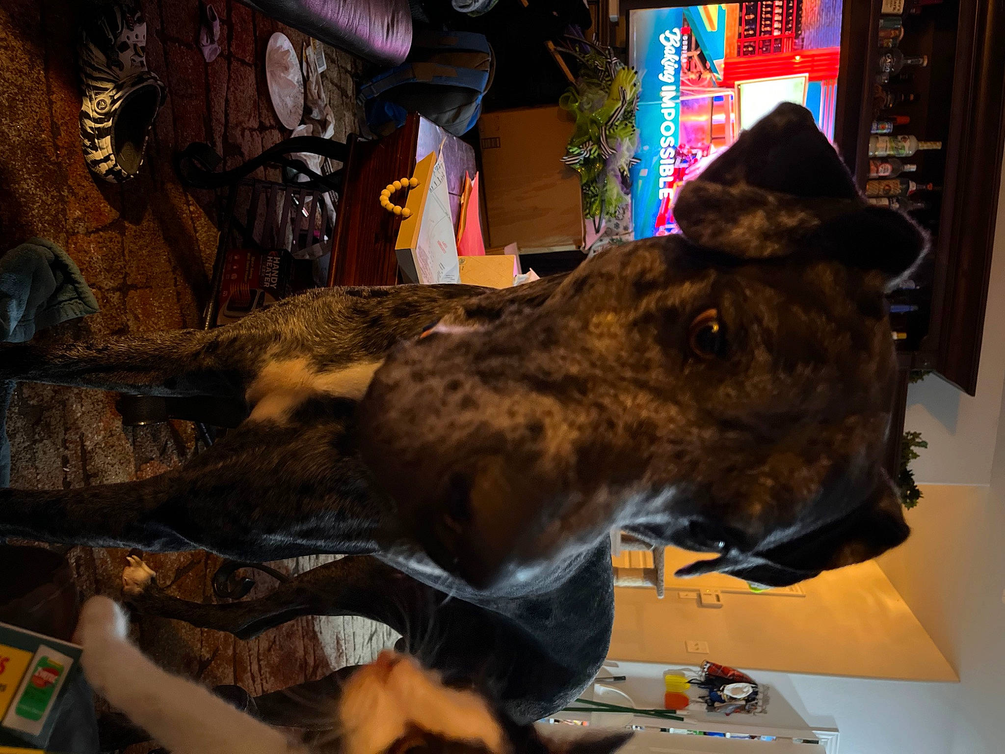 Cowboy joined the competition — help win amazing prizes! art, canidae, dog_breed, extinction, fur, hat, horn, jaw, livestock, metal, pack_animal, snout, sporting_group, terrestrial_animal, visual_arts, wood, working_animal