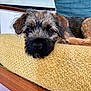 animal, black_nose, brown_fur, close_up, couch, cozy, cute, dog, ears, eyes, face, fur, home, indoor, pet, puppy, relaxing, resting, wooden_frame, yellow_cushion