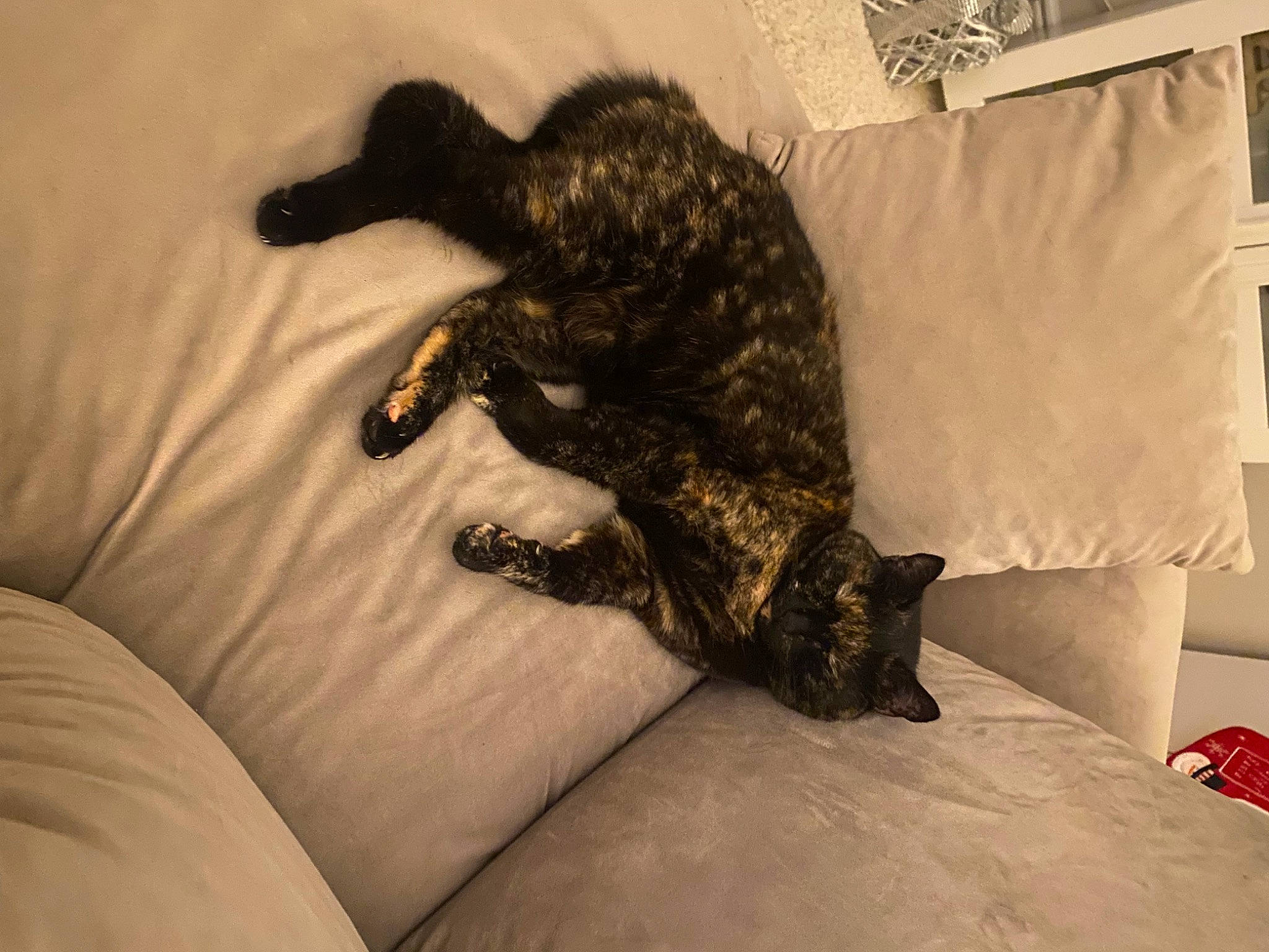 Omalley is registered to the contest to win money with this photo: bed, bedding, carnivore, cat, claw, comfort, couch, dog_breed, domestic_short_haired_cat, duvet, felidae, fur, linens, paw, room, small_to_medium_sized_cats, snout, tail, terrestrial_animal, whiskers