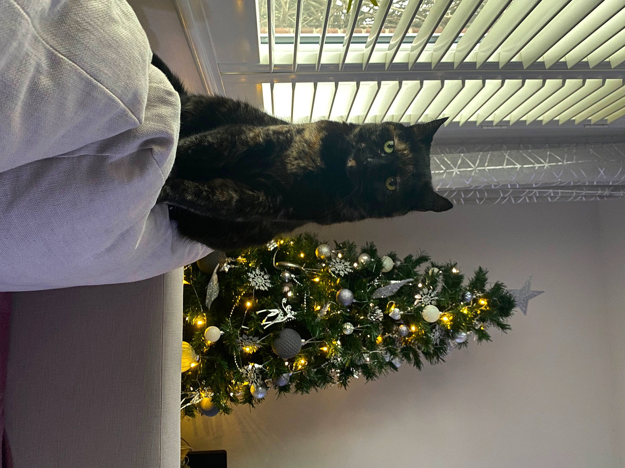 Omalley is registered to the contest to win money with this photo: botany, cat, felidae, flower, flower_arranging, flowering_plant, grass, leaf, line, petal, plant, room, shade, small_to_medium_sized_cats, spring, textile, tints_and_shades, tree, window, yellow