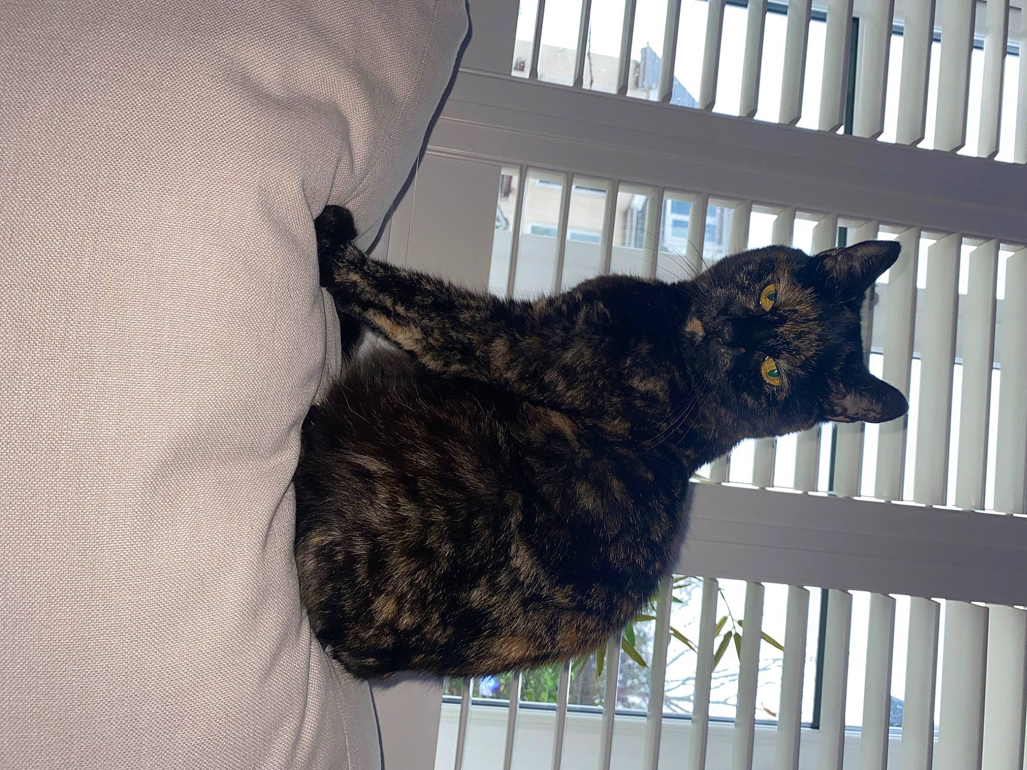 Omalley is registered to the contest to win money with this photo: black_cat, carnivore, cat, claw, domestic_short_haired_cat, felidae, fur, metal, pet_supply, room, small_to_medium_sized_cats, snout, tail, terrestrial_animal, whiskers, window