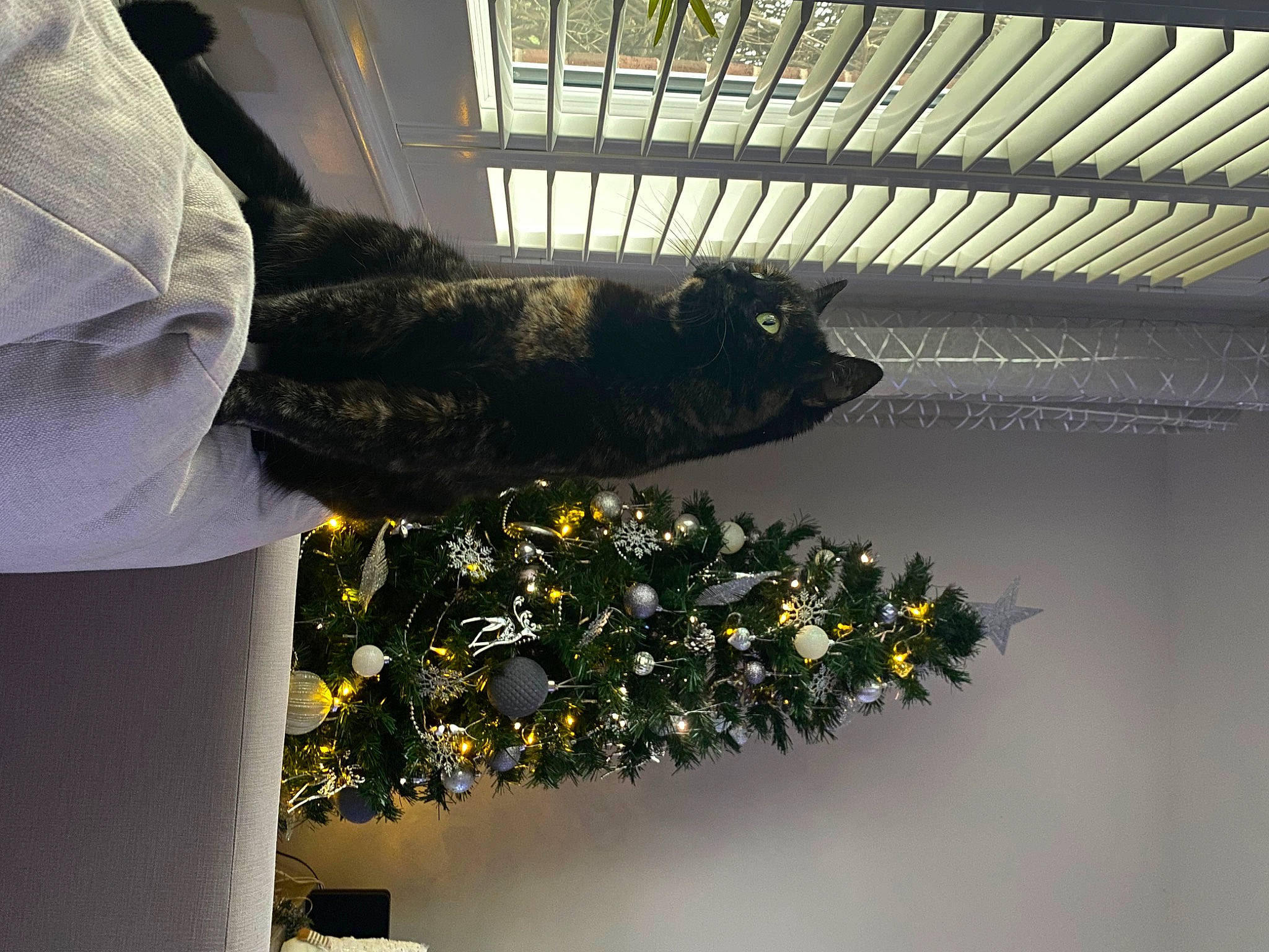 Omalley is registered to the contest to win money with this photo: bouquet, ceiling, christmas_tree, cut_flowers, event, floral_design, floristry, flower, flower_arranging, flowering_plant, formal_wear, gesture, glove, insect, metal, petal, plant, room, shade, tree