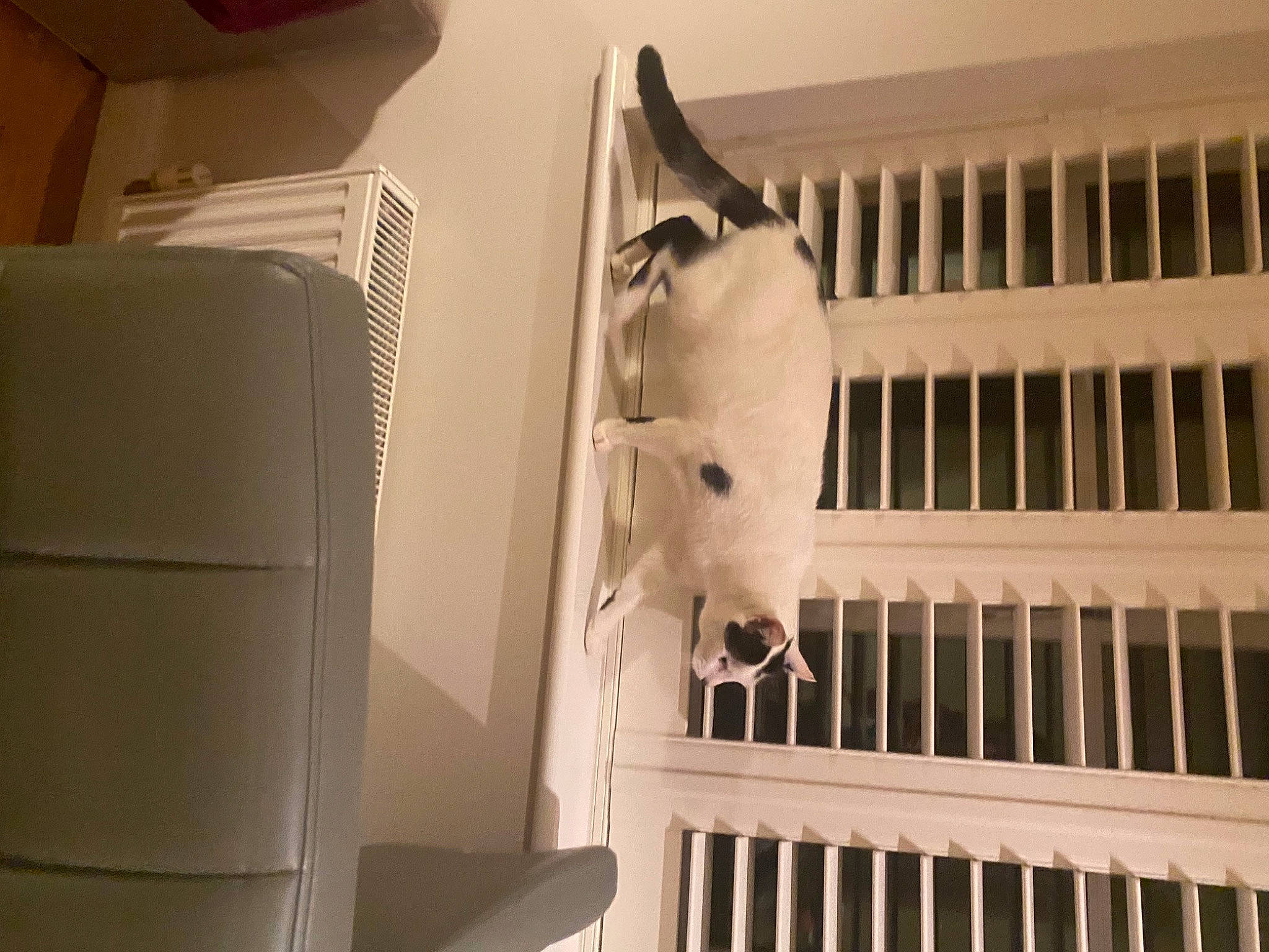 Spott joined the competition — help win amazing prizes! art, cage, ceiling, flooring, font, monochrome, monochrome_photography, paper, paper_product, room, sculpture, snout, stairs, stuffed_toy, toy, visual_arts, wood, working_animal