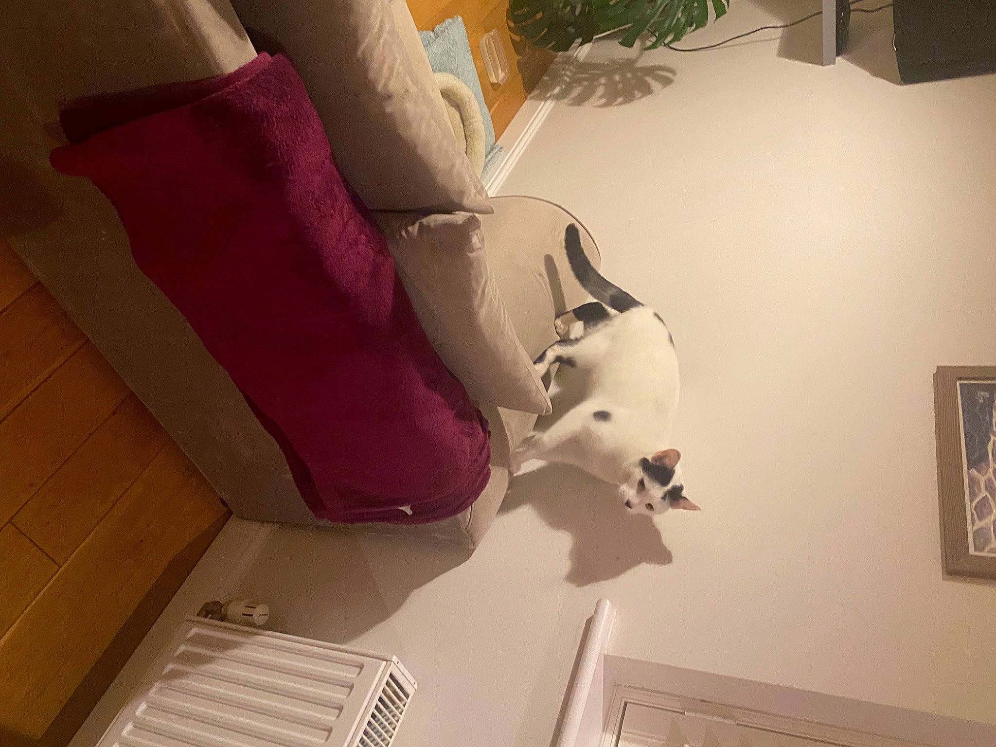 Spott joined the competition — help win amazing prizes! art, building, carmine, ceiling, dog, floor, flooring, hardwood, house, houseplant, lighting_accessory, magenta, picture_frame, plant, room, space, stairs, table, visual_arts, wood