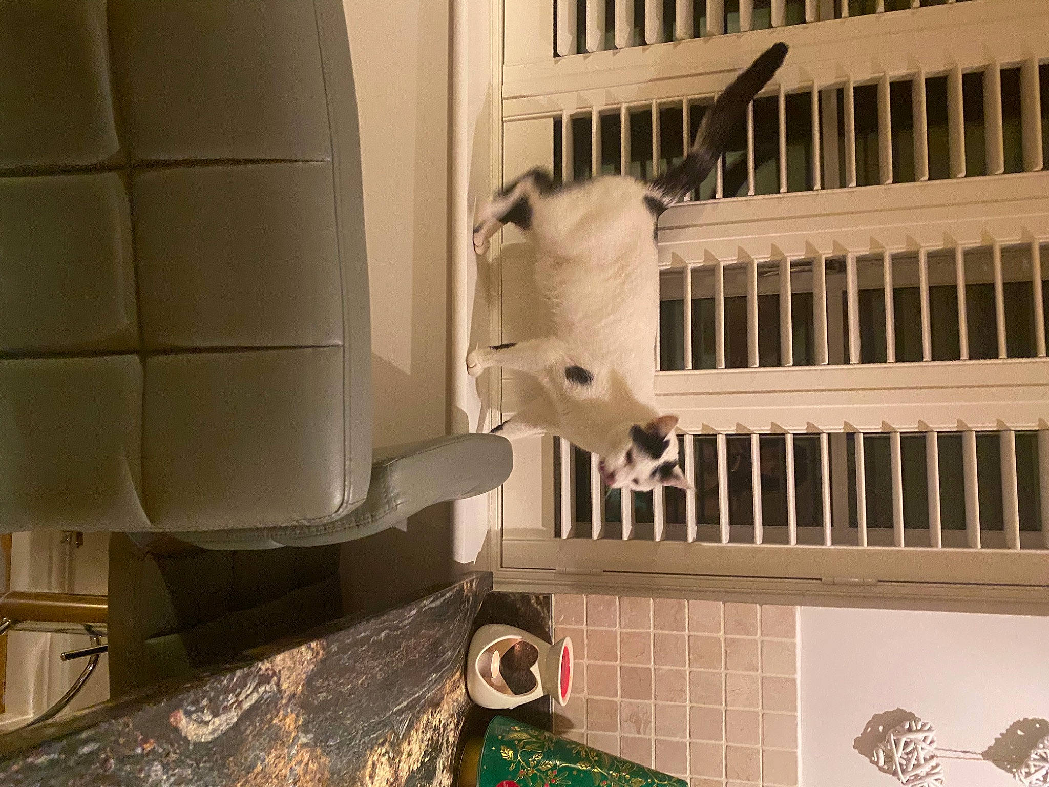 Spott joined the competition — help win amazing prizes! architecture, cage, cockatoo, floor, flooring, hardwood, house, interior_design, monochrome, monochrome_photography, room, tile, wood