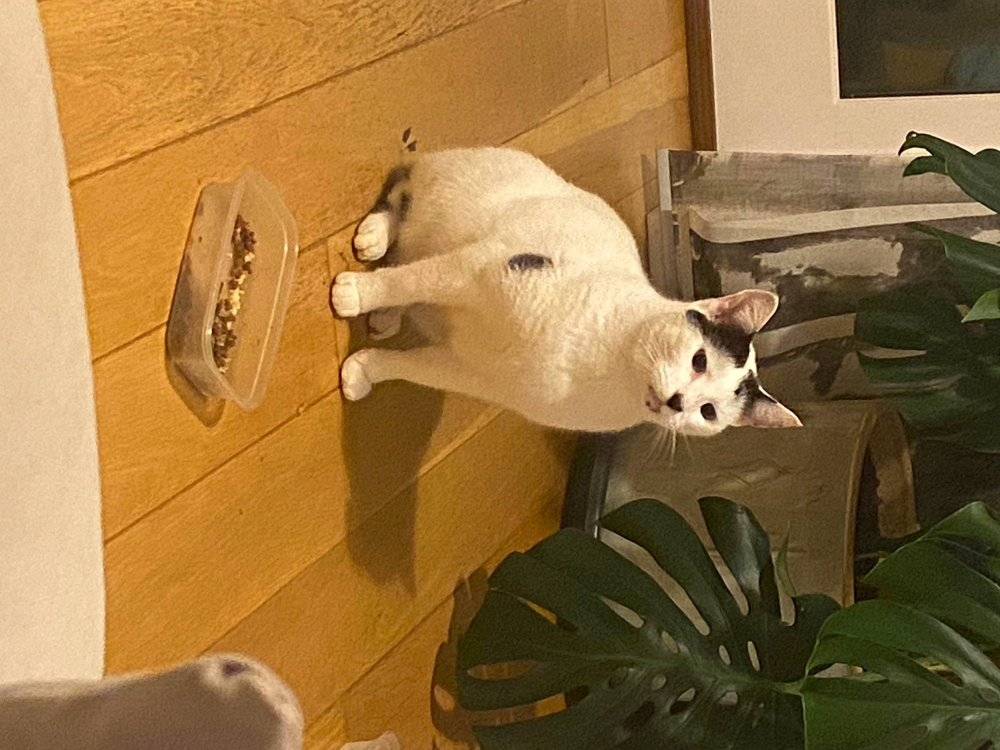 Spott is registered to the contest to win money with this photo: art, bone, canidae, carnivore, companion_dog, dog_breed, door, fawn, felidae, flooring, fur, houseplant, plant, room, small_to_medium_sized_cats, snout, tail, terrestrial_animal, whiskers, wood