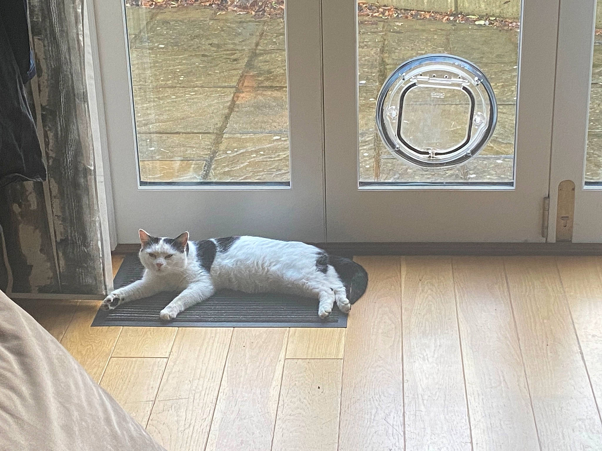 Chippy joined the competition — help win amazing prizes! carnivore, cat, comfort, companion_dog, dog_breed, fawn, felidae, floor, flooring, grey, hardwood, laminate_flooring, rectangle, small_to_medium_sized_cats, snout, tail, whiskers, window, wood, wood_flooring