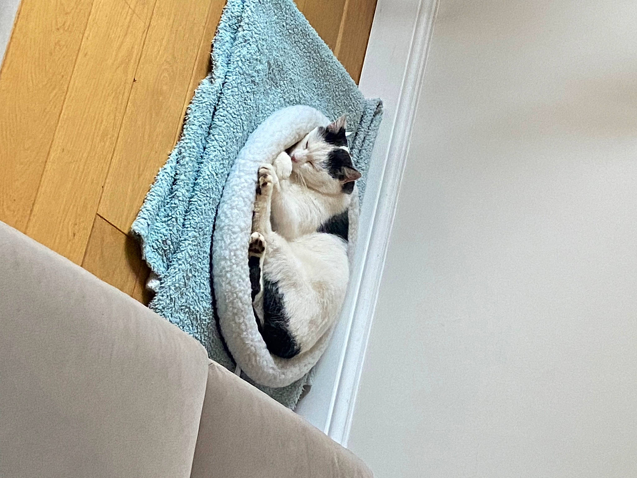 Chippy is registered to the contest to win money with this photo: canidae, carnivore, cat, comfort, companion_dog, dog_breed, domestic_short_haired_cat, fawn, felidae, flooring, fur, linens, paw, pet_supply, small_to_medium_sized_cats, snout, sporting_group, tail, whiskers, wood