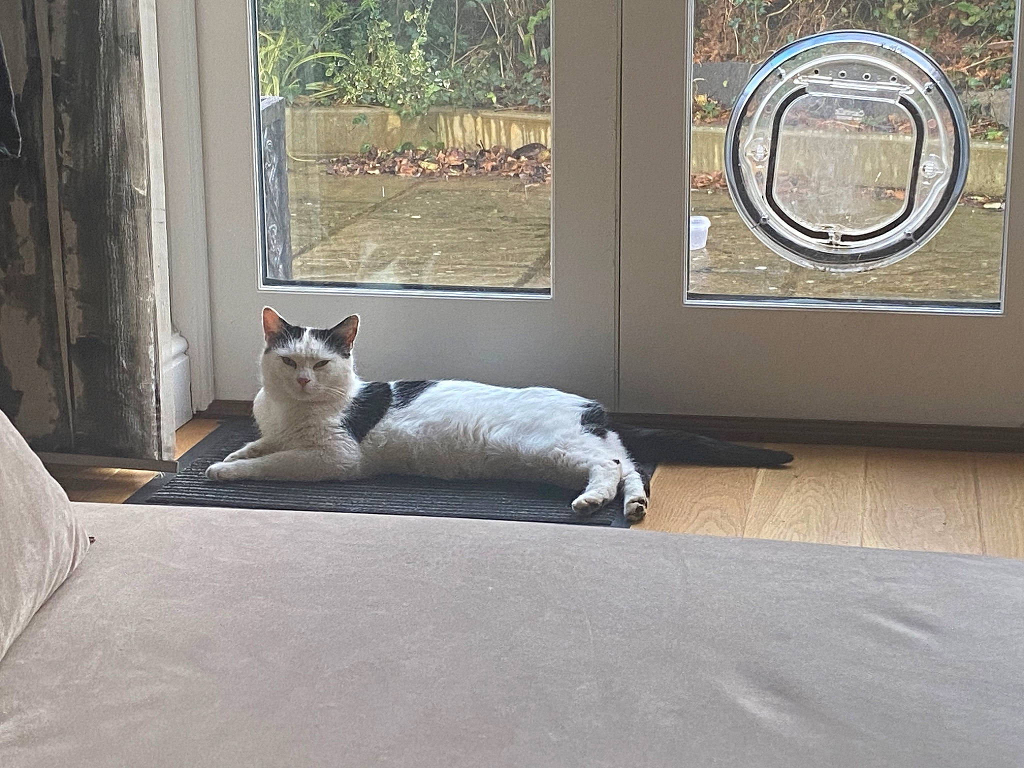 Chippy joined the competition — help win amazing prizes! carnivore, cat, comfort, companion_dog, domestic_short_haired_cat, door, fawn, felidae, floor, flooring, fur, grey, hardwood, shade, small_to_medium_sized_cats, tail, tints_and_shades, whiskers, window, wood