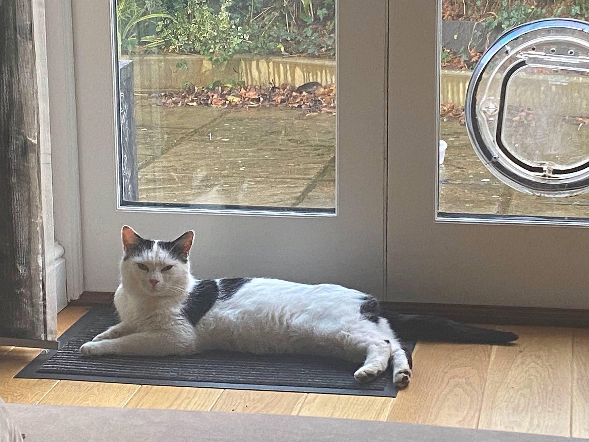 Chippy is registered to the contest to win money with this photo: carnivore, cat, comfort, door, fawn, felidae, fixture, floor, flooring, grey, hardwood, line, plant, rectangle, shade, small_to_medium_sized_cats, tail, whiskers, window, wood