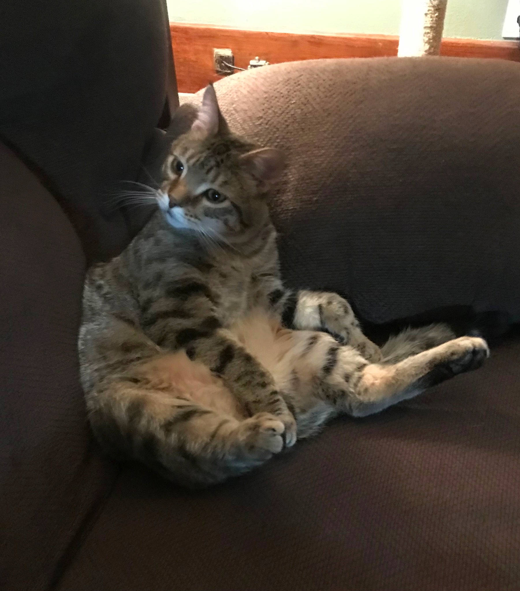 Mr. Peanut is registered to the contest to win money with this photo: bed, carnivore, cat, comfort, couch, darkness, domestic_short_haired_cat, felidae, flooring, fur, hardwood, paw, room, sitting, small_to_medium_sized_cats, snout, tail, terrestrial_animal, whiskers, wood