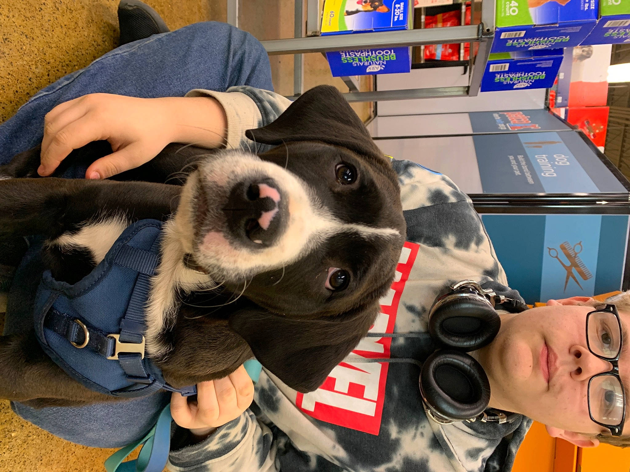 Jupiter is registered to the contest to win money with this photo: audio_equipment, carnivore, collar, companion_dog, costume, dog, dog_breed, dog_collar, eyewear, fashion_accessory, fun, fur, guard_dog, leash, personal_protective_equipment, snapshot, snout, sporting_group, whiskers, working_animal