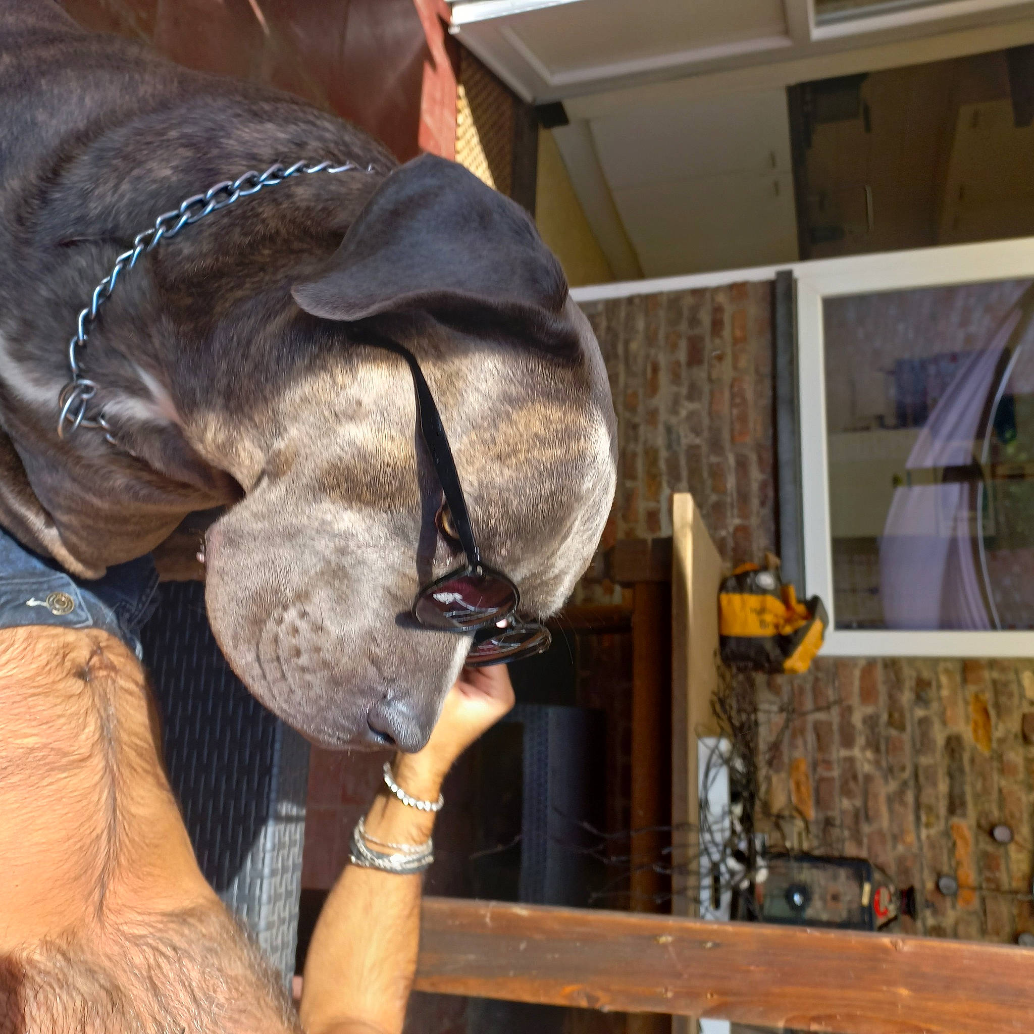 Pako a rejoint le concours — aidez-le/la à gagner de superbes lots ! elbow, engineering, fawn, fur, gas, human_leg, leather_jacket, liver, machine, natural_material, safety_glove, sporting_group, watch, wood, working_animal, wrinkle, wrist