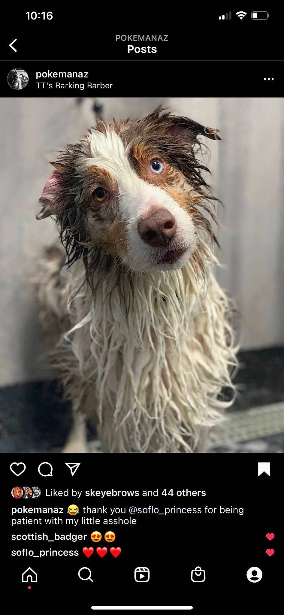 Mako is registered to the contest to win money with this photo: carnivore, companion_dog, dog, dog_breed, fang, fur, liver, photo_caption, shout, sporting_group, terrestrial_animal, whiskers, working_animal, working_dog