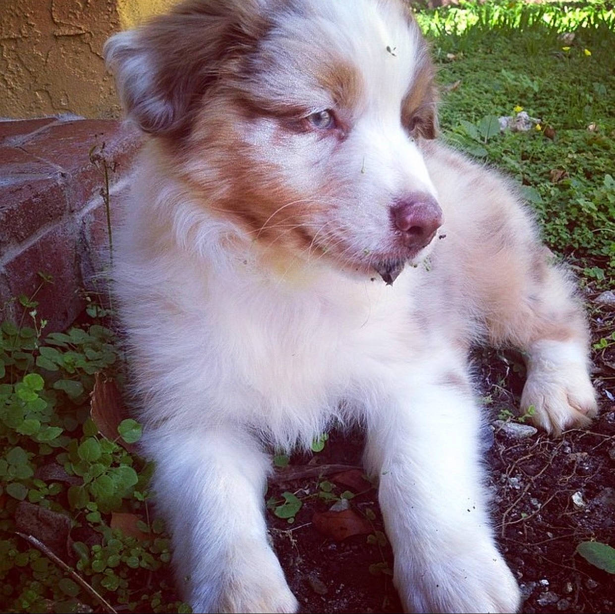 Mako joined the competition — help win amazing prizes! ancient_dog_breeds, australian_collie, australian_shepherd, carnivore, companion_dog, dog, dog_breed, fawn, fur, grass, liver, miniature_australian_shepherd, plant, snout, sporting_group, terrestrial_animal, toy_dog, whiskers, working_animal, working_dog