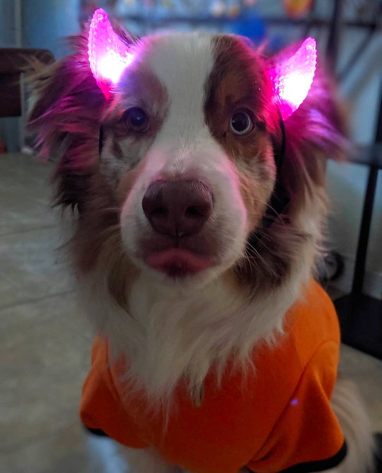 Mako is registered to the contest to win money with this photo: canidae, carnivore, companion_dog, dog, dog_breed, dog_clothes, dog_supply, ear, event, fawn, fur, happy, holiday, jaw, magenta, pink, snout, sporting_group, toy_dog, whiskers