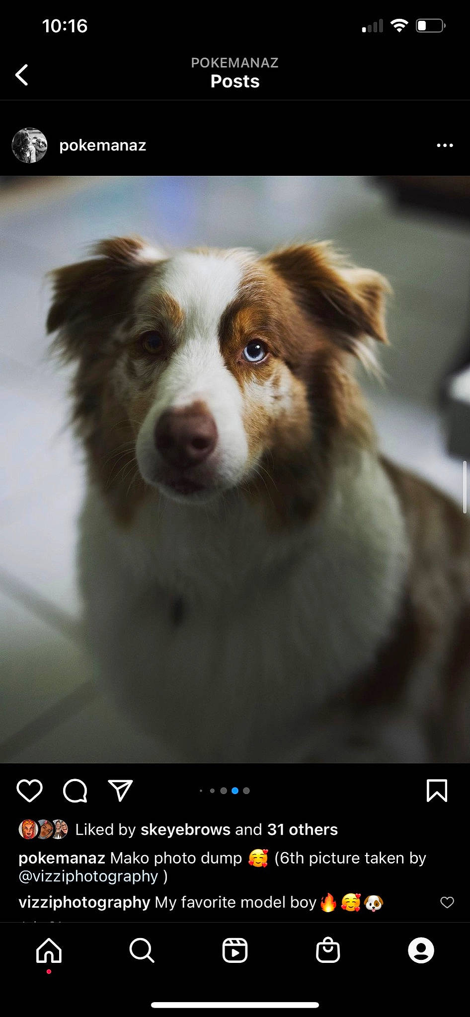 Mako joined the competition — help win amazing prizes! ancient_dog_breeds, australian_collie, border_collie, canidae, carnivore, companion_dog, dog, dog_breed, fur, herding_dog, liver, photo_caption, photography, snout, sporting_group, terrestrial_animal, whiskers, working_animal, working_dog