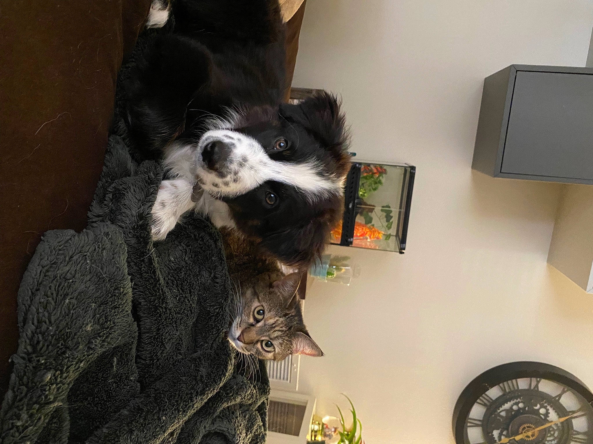 Maki is registered to the contest to win money with this photo: box, canidae, carnivore, comfort, companion_dog, dog, dog_breed, felidae, fur, mammal, plant, room, shipping_box, small_to_medium_sized_cats, sporting_group, tail, whiskers, working_animal