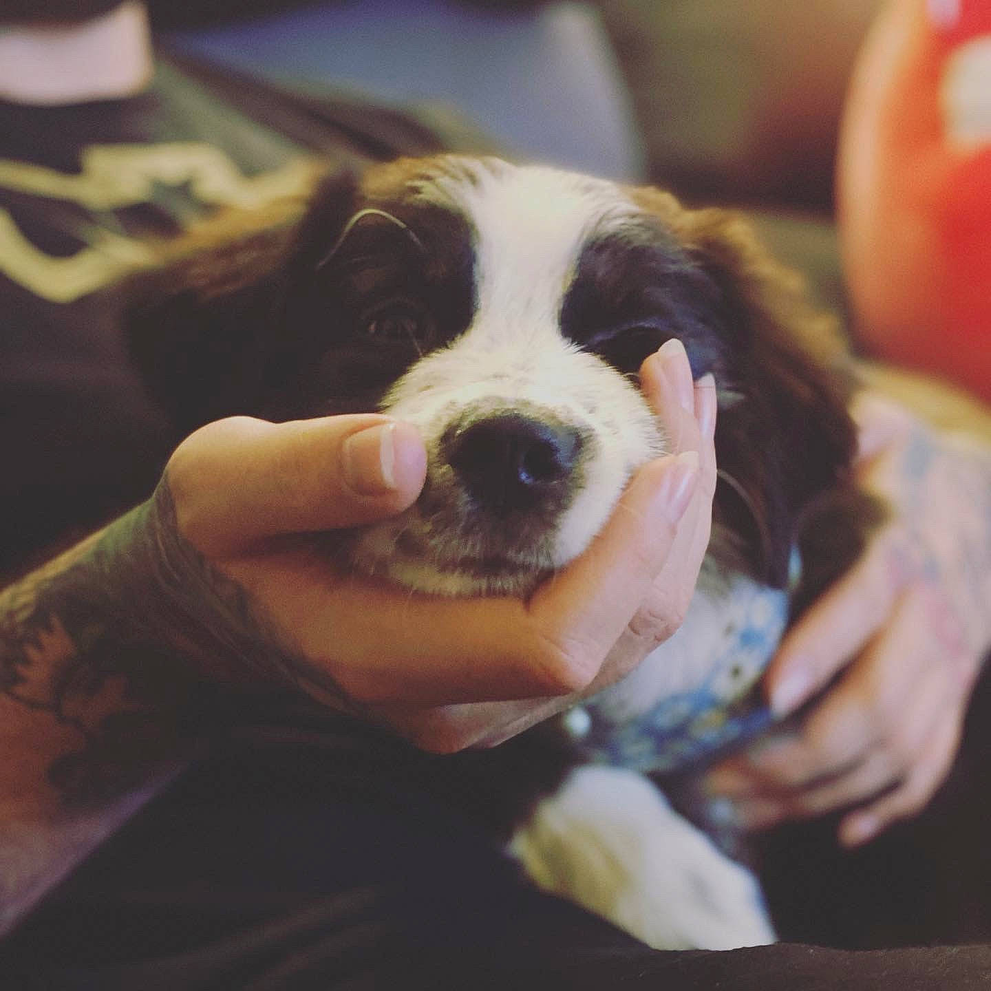 Maki is registered to the contest to win money with this photo: canidae, carnivore, cloud, companion_dog, dog, dog_breed, fur, guard_dog, happy, non_sporting_group, paw, puppy_love, sky, snout, sporting_group, square, toy_dog, whiskers, working_animal, working_dog