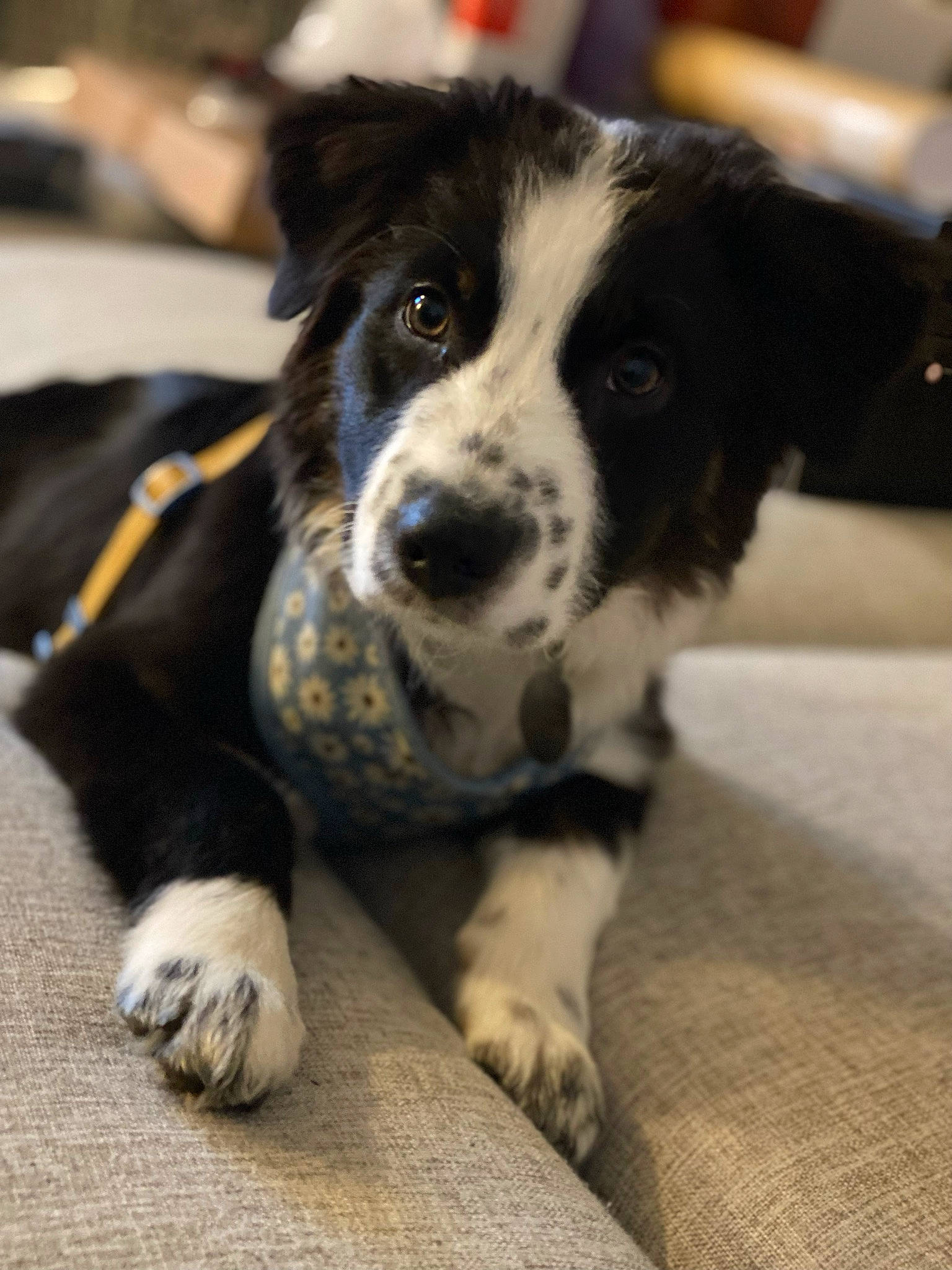 Maki joined the competition — help win amazing prizes! australian_collie, bored, canidae, carnivore, companion_dog, dog, dog_breed, fur, herding_dog, sporting_group, terrestrial_animal, whiskers, working_animal, working_dog