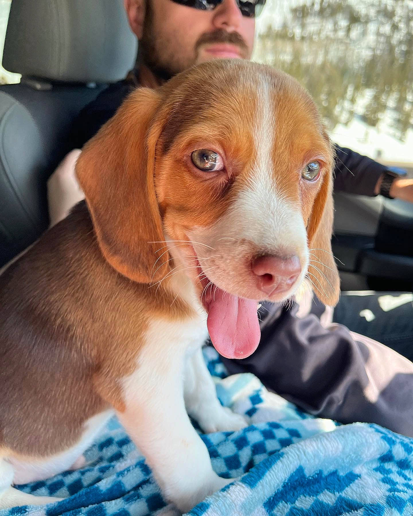 Ruger joined the competition — help win amazing prizes! blue, canidae, carnivore, companion_dog, dog, dog_breed, eyewear, fawn, fur, glasses, goggles, happy, hat, liver, snout, sporting_group, sunglasses, vision_care, whiskers, working_animal