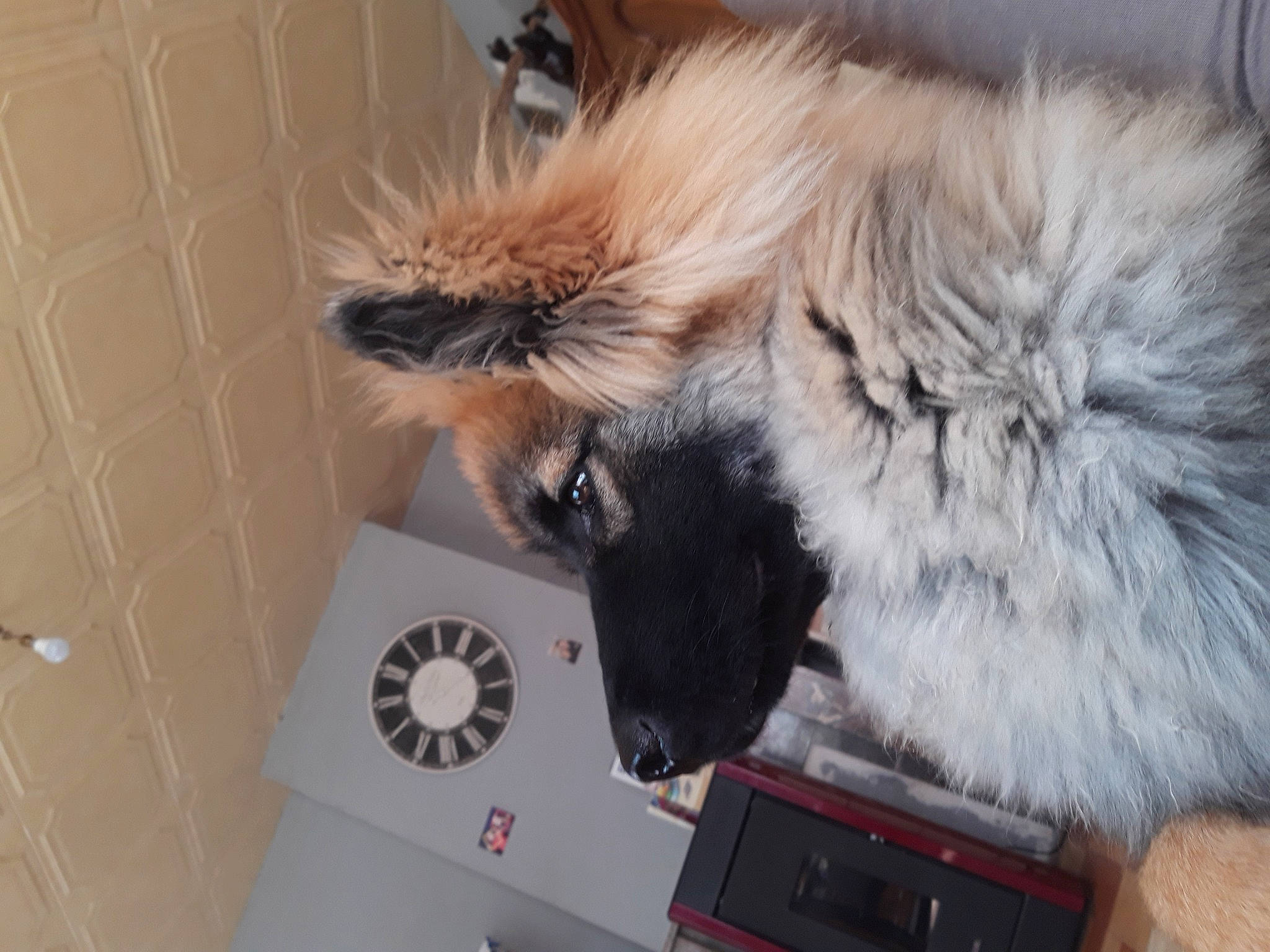 Pepito participe au concours pour gagner de l'argent avec cette photo : box, canidae, carnivore, cat, claw, companion_dog, dog_breed, electronic_device, fawn, felidae, fur, gadget, laptop, natural_material, office_supplies, paw, room, small_to_medium_sized_cats, tail, whiskers