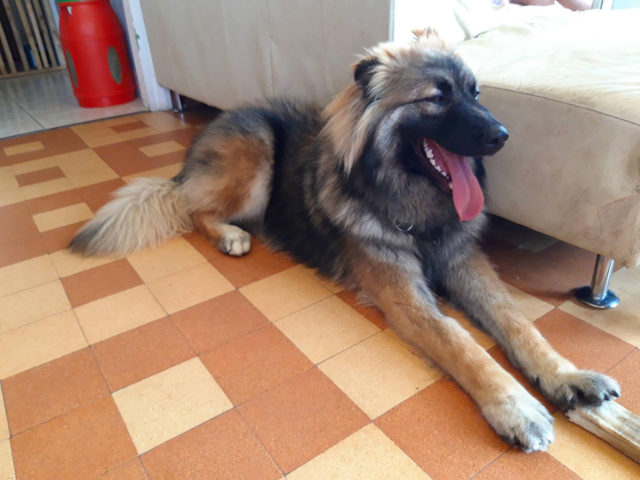 Pepito participe au concours pour gagner de l'argent avec cette photo : canidae, carnivore, chair, companion_dog, dog, dog_breed, fawn, flooring, fur, german_shepherd_dog, hardwood, king_shepherd, old_german_shepherd_dog, paw, snout, sporting_group, tail, wood, working_animal, working_dog