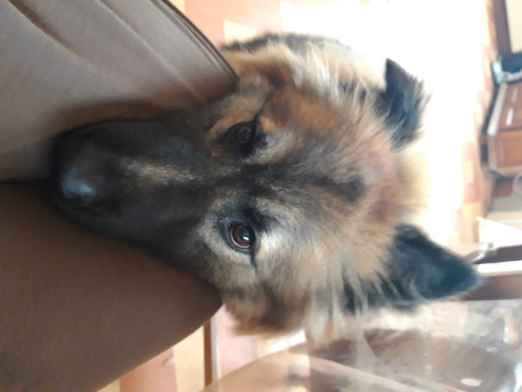 Pepito a rejoint le concours — aidez-le/la à gagner de superbes lots ! canidae, carnivore, chair, claw, companion_dog, dog, dog_breed, fawn, felidae, fur, herding_dog, liver, old_german_shepherd_dog, puppy, small_to_medium_sized_cats, sporting_group, whiskers, working_animal, working_dog