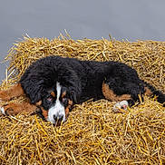 Akuma participe au concours pour gagner de l'argent avec cette photo : dog, bernese_mountain_dog, puppy, straw, hay, lying_down, animal, pet, fur, black_fur, brown_fur, white_fur, studio, gray_background, cute, adorable, resting, domestic_animal, canine, young