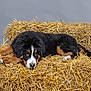 dog, bernese_mountain_dog, puppy, straw, hay, lying_down, animal, pet, fur, black_fur, brown_fur, white_fur, studio, gray_background, cute, adorable, resting, domestic_animal, canine, young