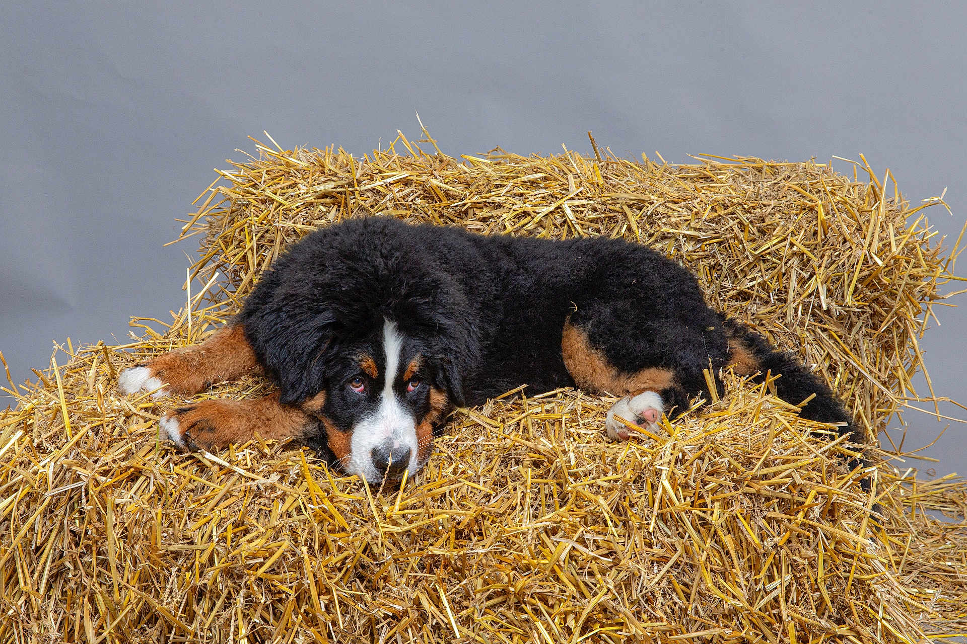 Akuma participe au concours pour gagner de l'argent avec cette photo : dog, bernese_mountain_dog, puppy, straw, hay, lying_down, animal, pet, fur, black_fur, brown_fur, white_fur, studio, gray_background, cute, adorable, resting, domestic_animal, canine, young