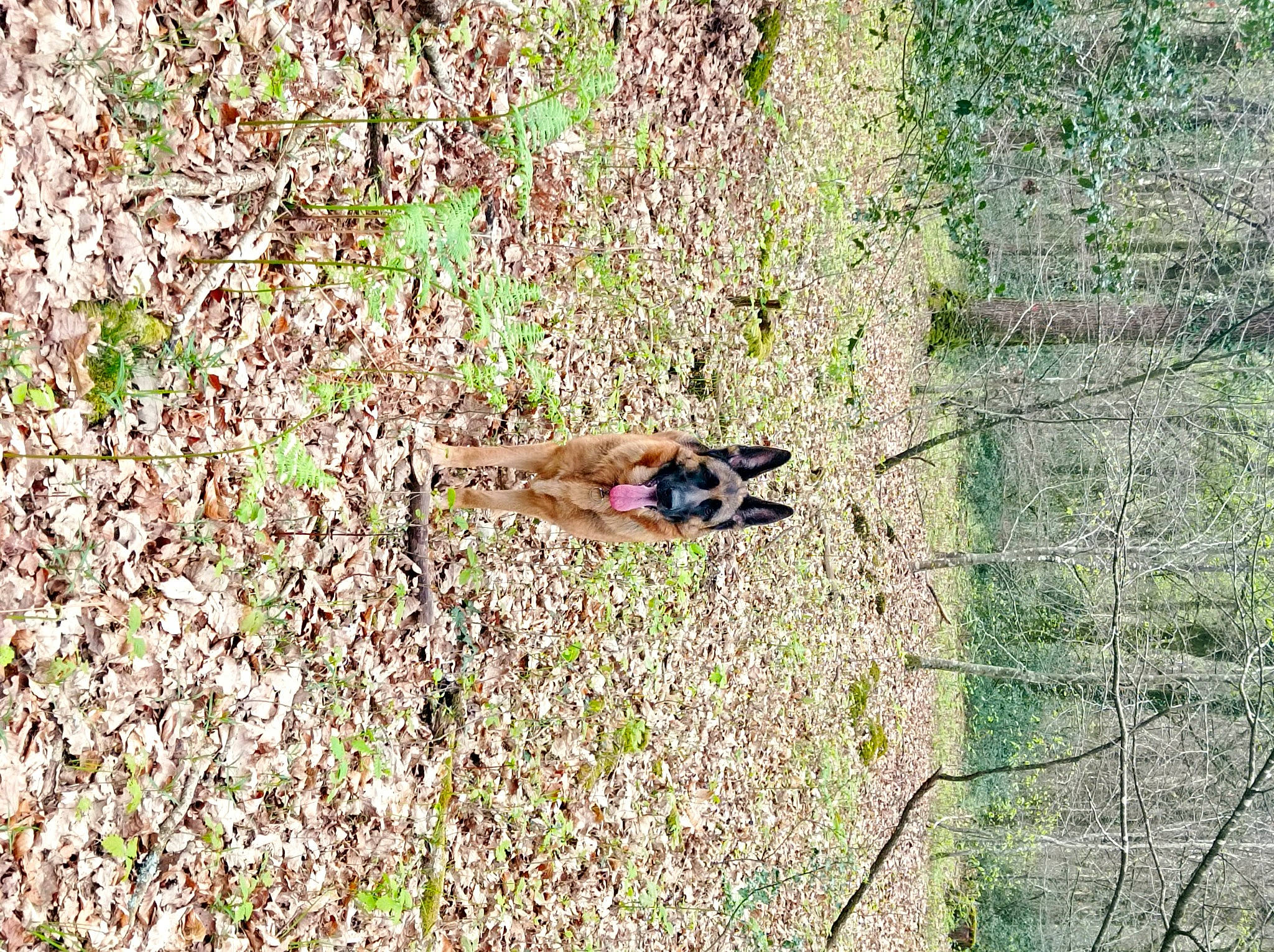 Olya participe au concours pour gagner de l'argent avec cette photo : beak, bird, field, foot, grass, grassland, groundcover, mesh, people_in_nature, perching_bird, plant, prairie, soil, songbird, tail, terrestrial_animal, tree, wildlife, wire_fencing, wood