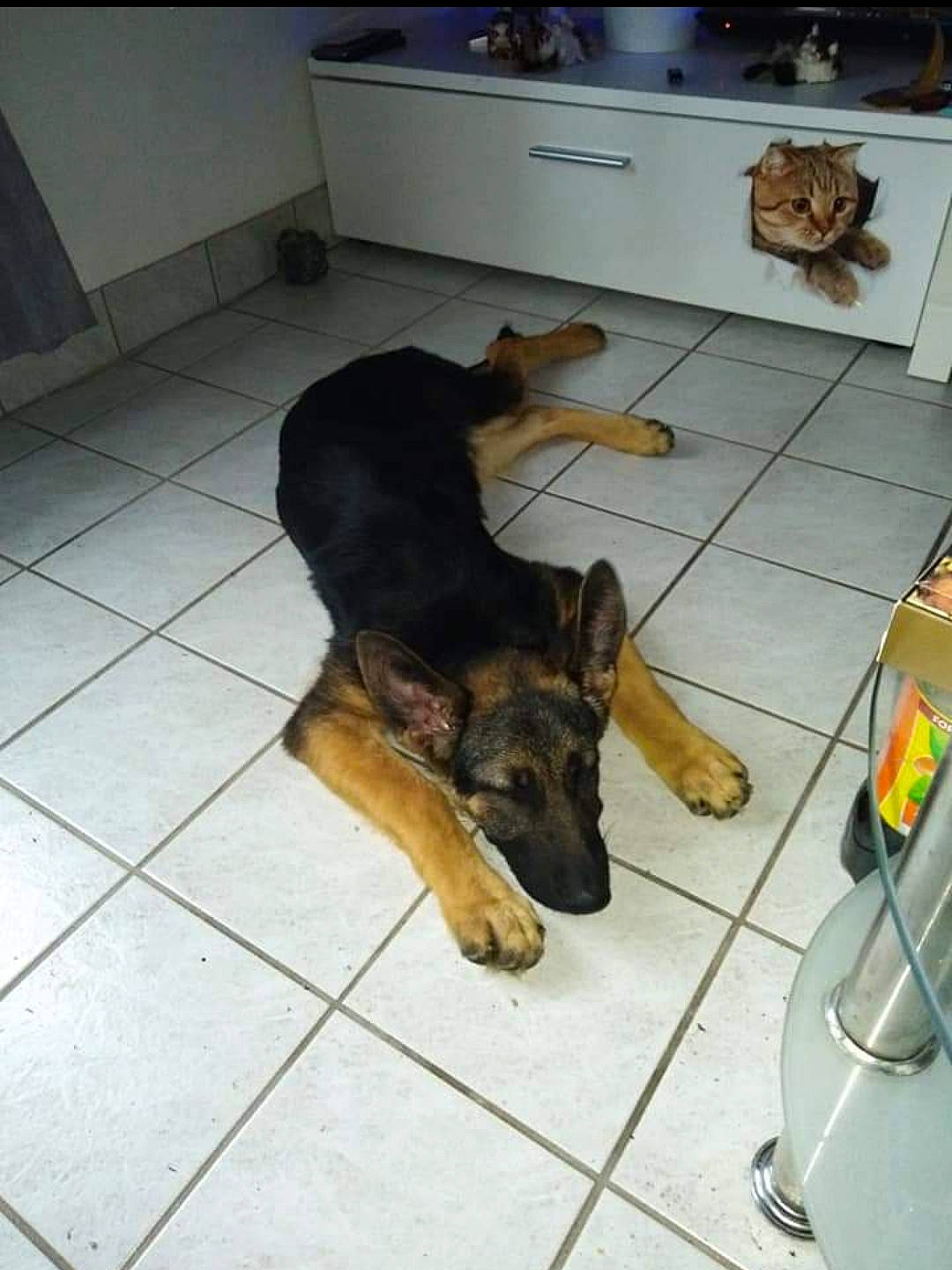 Olya a rejoint le concours — aidez-le/la à gagner de superbes lots ! cabinetry, canidae, carnivore, companion_dog, dobermann, dog, dog_breed, dog_supply, fawn, floor, flooring, fur, gas_stove, german_shepherd_dog, hardwood, paw, pet_supply, snout, tail, working_animal