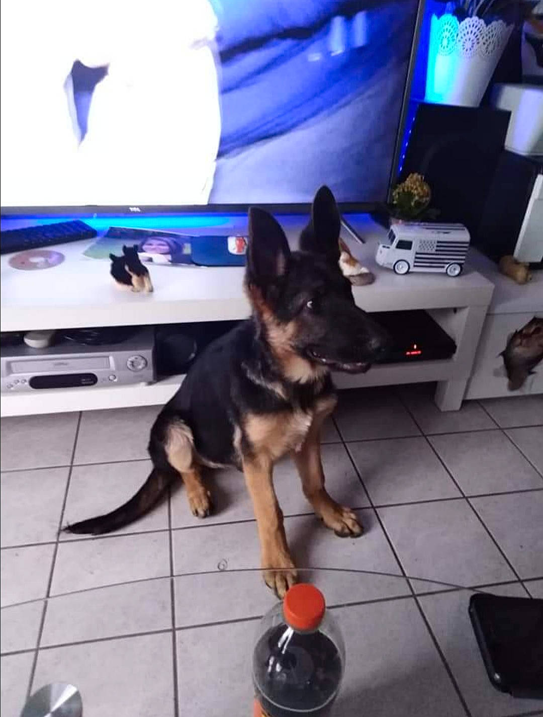 Olya a rejoint le concours — aidez-le/la à gagner de superbes lots ! carnivore, companion_dog, curtain, dog, dog_breed, dog_supply, east_european_shepherd, electric_blue, flooring, foot, fun, german_shepherd_dog, herding_dog, king_shepherd, old_german_shepherd_dog, recreation, room, sporting_group, television, working_dog