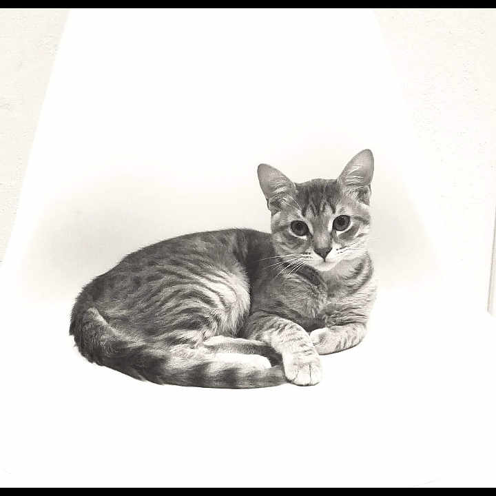 Coton
