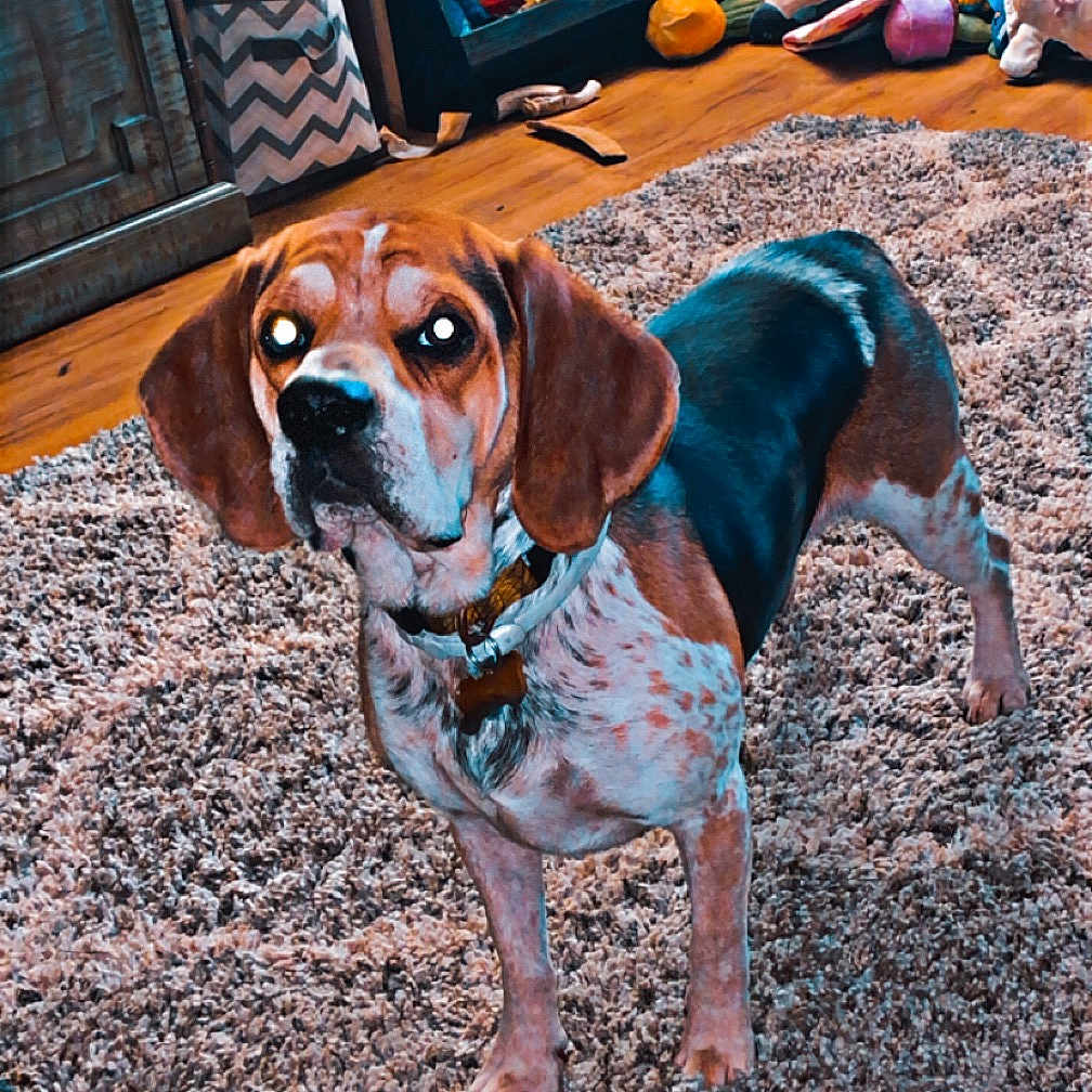 Estes is registered to the contest to win money with this photo: animal, architecture, beagle, building, bulldog, canine, dog, furniture, homedecor, hound, indoors, livingroom, mat, pebble, pet, photography, playarea, pointer, puppy, room